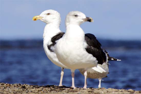 Mewa siodłata     Larus marinus     Great Black-backed Gull     Mantelmöve     Goéland marin