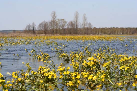 kaczeniec (knieć błotna) 
Caltha palustris 
marsh-marigold 
wiosenne rozlewiska Narwi 
rośliny