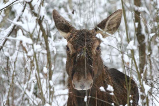 łoś euroazjatycki 
Alces alces 
elk, moose 
Dolina Biebrzy, Biebrzański Park Narodowy 
ssaki