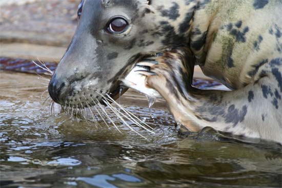 foka szara 
Halichoerus grypus 
gray seal 
Półwysep Helski, Hel, fokarium 
ssaki