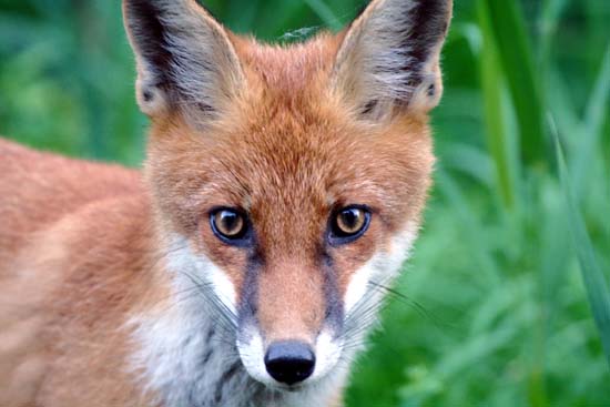 lis rudy 
Vulpes vulpes 
red fox 
Dolina Biebrzy, Biebrzański Park Narodowy 
Carska Droga 
ssaki