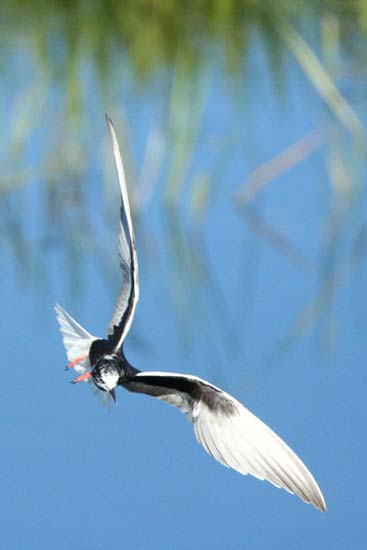 rybitwa białoskrzydła 
Chlidonias leucopterus 
white-winged black tern 
Dolina Narwi 
ptaki