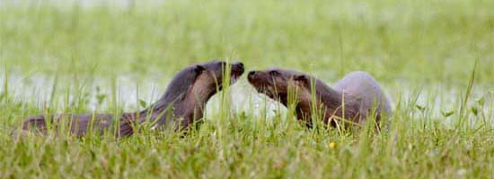 wydra europejska 
Lutra lutra 
Eurasian otter 
rozlewiska Narwi, Wizna 
ssaki
