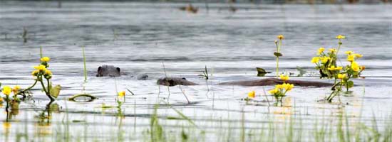 wydra europejska 
Lutra lutra 
Eurasian otter 
rozlewiska Narwi, Wizna 
ssaki