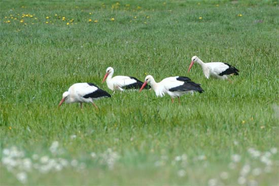 bocian biały 
Ciconia ciconia 
white stork 
Dolina Narwi, Narew, Grądy Woniecko 
ptaki