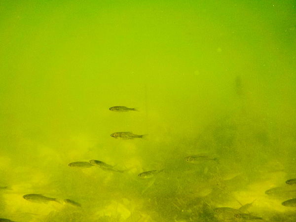 Jeziorko Powsinkowskie, zdjęcie podwodne 
narybek 
Powsinek Lake, underwater photography 
fry