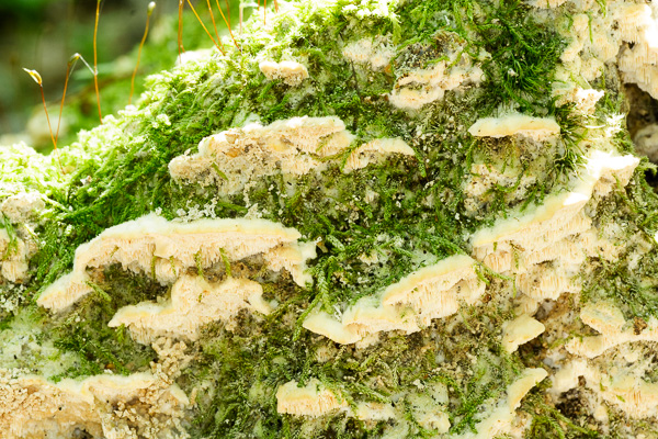 martwe drewno, mchy, grzyby 
dead wood, mosses, mushrooms 
Marysin Wawerski, Wawer, Warszawa - lasy 
Mazowiecki Park Krajobrazowy