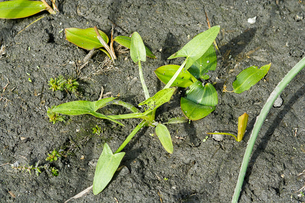 strzałka wodna - owoce 
Sagittaria sagittifolia 
arrowhead - fruit 
Jezioro Zgorzała, Ursynów, Warszawa 
rośliny