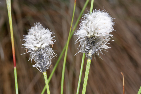 wełnianka pochwowata 
Eriophorum vaginatum 
hare's-tail cottongrass 
Jezioro Torfy 
rośliny