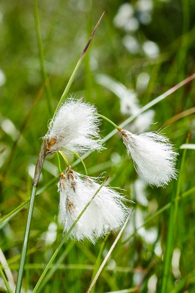 wełnianka wąskolistna 
Eriophorum angustifolium 
common cottongrass 
Jezioro Torfy 
rośliny