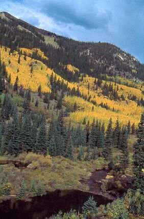 Góry Skaliste  Rocky Mountains, Aspen trees, Guanella Pass