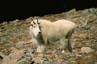 Kozioł śnieżny  Oreamnos americanus  Mountain Goat  Schneeziege  Bergziege Schneegämse  chèvre de montagne