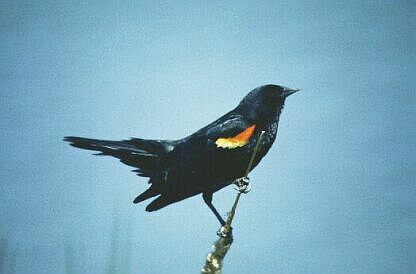Epoletnik krasnoskrzydły  Agelaius phoeniceus  Red-winged Blackbird  Rotschulterstärling  carouge à épaulettes