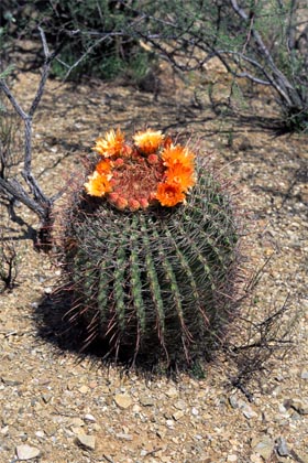 Barrel Cactus  Ferocactus