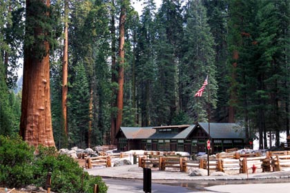 sekwoja olbrzymia  mamutowiec olbrzymi  Giant Sequoia  Sequoiadendron giganteum  Mammutbaum  Riesen-Sequoie  séquoia géant