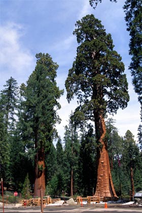 http://darekk.com/west/sq-giant-sequoia-2.jpg