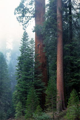 sekwoja olbrzymia  mamutowiec olbrzymi  Giant Sequoia  Sequoiadendron giganteum  Mammutbaum  Riesen-Sequoie  séquoia géant Park Narodowy Sekwoja  Sequoia National Park