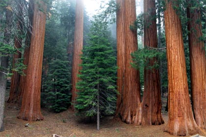 sq-giant-sequoia-8.jpg