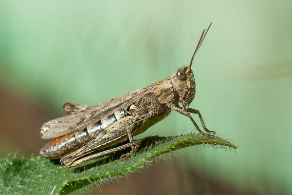 Konik polny Chorthippus sp. z grupy biguttulus 
grasshopper Chorthippus sp. from the biguttulus group 
Zakole Wawerskie, Warszawa 
owady, prostoskrzydłe