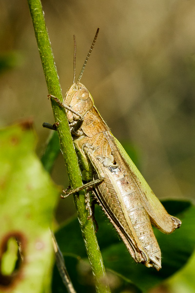 prawdopodobnie konik zmiennogrzbiety 
Chorthippus dorsatus 
Zakole Wawerskie, Warszawa 
owady
