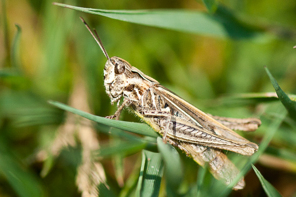 konik polny Chorthippus sp. z podrodzaju Chorthippus (Glyptobothrus) 
grasshopper from the Chorthippus (Glyptobothrus) subspecies 
Zakole Wawerskie, Warszawa 
owady, prostoskrzydłe