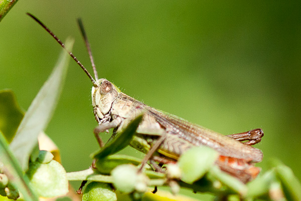 konik osiodłany 
Chorthippus dorsatus 
steppe grasshopper 
Zakole Wawerskie, Warszawa 
owady, prostoskrzydłe