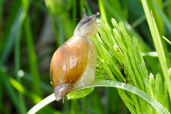 bursztynka 
Succinea sp. 
amber snail 
Zakole Wawerskie, Warszawa 
mięczaki, ślimaki