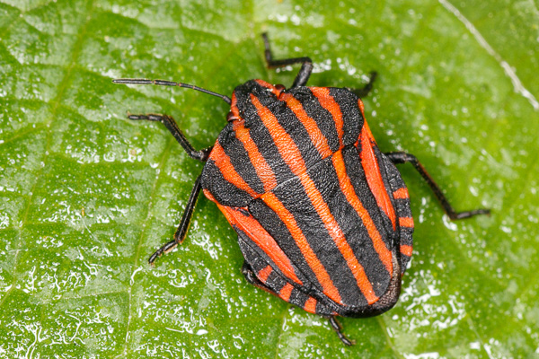 strojnica włoska 
Graphosoma italicum 
Italian striped bug 
Zakole Wawerskie, Warszawa 
owady, pluskwiaki