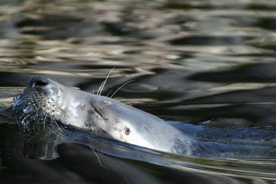 Foka szara     Halichoerus grypus     Grey Seal     Kegelrobbe     Phoque gris