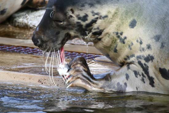 Foka szara     Halichoerus grypus     Grey Seal     Kegelrobbe     Phoque gris