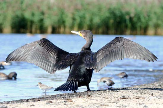 Kormoran czarny     Phalacrocorax carbo     Cormorant     Grand cormoran