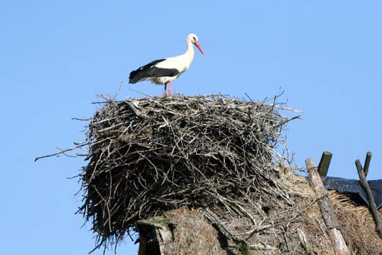 bocian biały na gnieździe 
Ciconia ciconia 
white stork 
nad Narwią 
ptaki