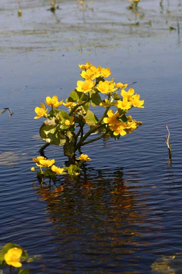 kaczeniec (knieć błotna) 
Caltha palustris 
marsh-marigold 
wiosenne rozlewiska Narwi 
rośliny