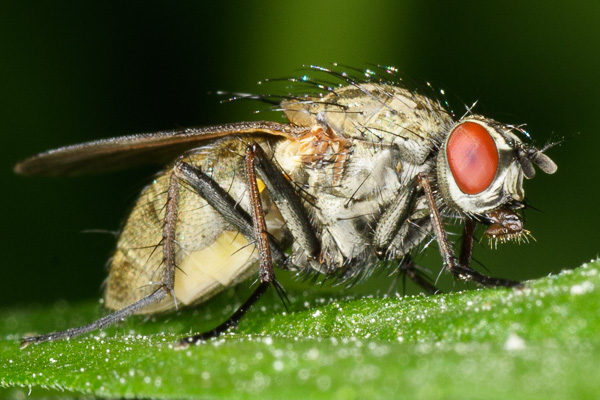 muchowate 
Muscidae 
fly 
Puszcza Kampinoska 
owady