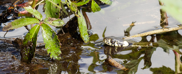 zaskroniec zwyczajny 
Natrix natrix 
grass snake 
Jezioro Torfy 
Mazowiecki Park Krajobrazowy 
gady