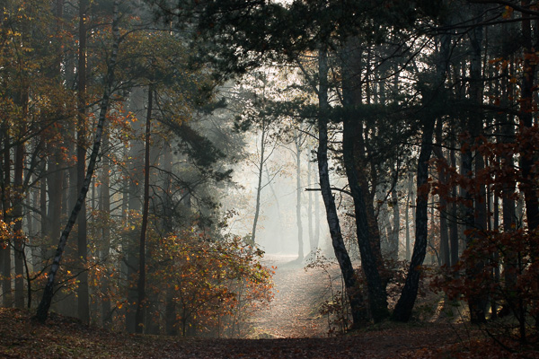 leśna droga na wydmie 
forest road on a dune 
Marysin Wawerski, Wawer / Zielona-Grzybowa, Wesoła, Warszawa - lasy 
Mazowiecki Park Krajobrazowy