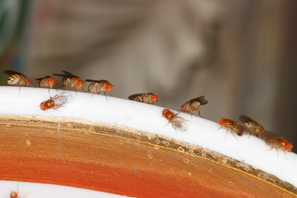 muszki, wywilżna 
Drosophila 
Warszawa 
owady