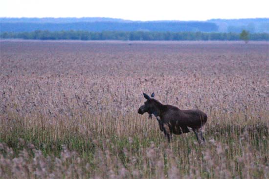 łoś euroazjatycki 
Alces alces 
elk, moose 
Dolina Biebrzy, Biebrzański Park Narodowy 
Bagno Ławki 
ssaki