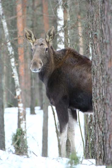 łoś euroazjatycki 
Alces alces 
elk, moose 
Dolina Biebrzy, Biebrzański Park Narodowy 
ssaki