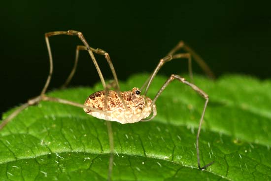 Rilaena triangularis, samica 
Puszcza Piska 
pajęczaki, pająki