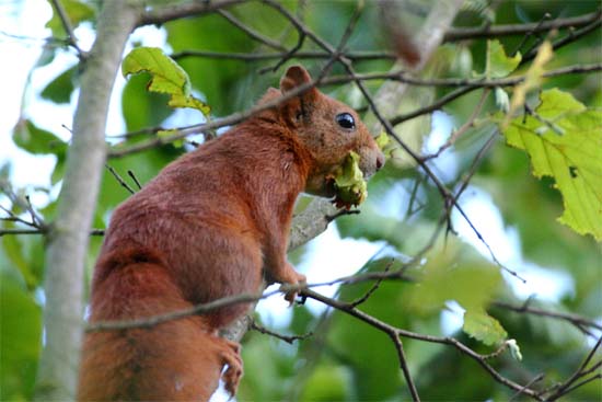 wiewiórka pospolita 
Sciurus vulgaris 
red squirrel 
Dolina Biebrzy, Biebrzański Park Narodowy 
Carska Droga 
ssaki