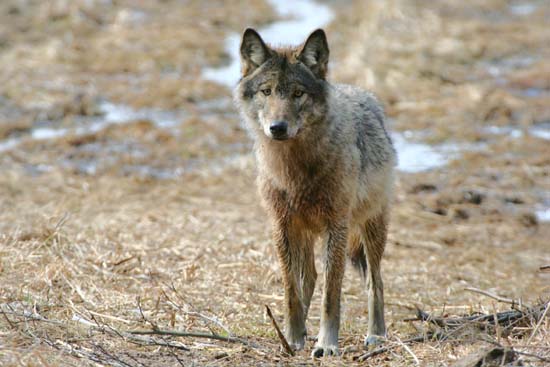 wilk szary, ciężarna wadera 
Canis lupus 
wolf 
Dolina Biebrzy, Biebrzański Park Narodowy 
Carska Droga 
ssaki