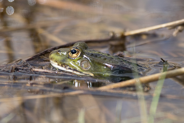 żaba zielona 
Rana esculenta complex 
green (water) frog
Jezioro Zgorzała, Ursynów, Warszawa 
płazy