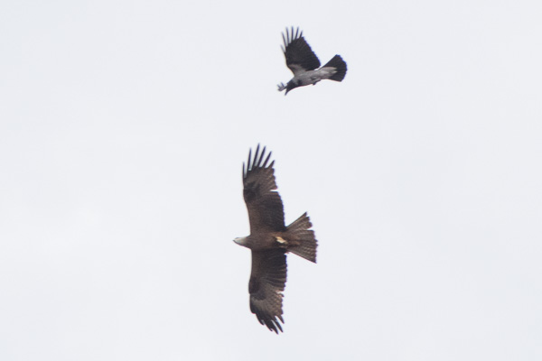 kania czarna 
Milvus migrans 
black kite 
Jezioro Torfowisko, Powsin, Warszawa 
ptaki