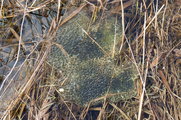żaba brunatna, skrzek 
(Rana sp.) 
'brown' frog 
Jezioro Zgorzała, Ursynów, Warszawa 
płazy