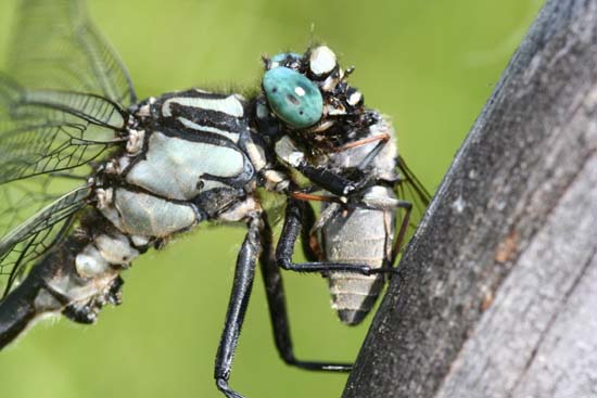 gadziogłówka zwyczajna 
Gomphus vulgatissimus 
club-tailed dragonfly 
Dolina Rospudy 
owady, ważki