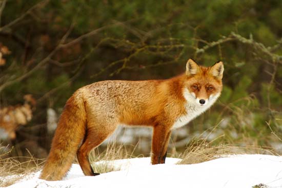lis rudy 
Vulpes vulpes 
red fox 
Dolina Biebrzy 
ssaki 
Carska Droga