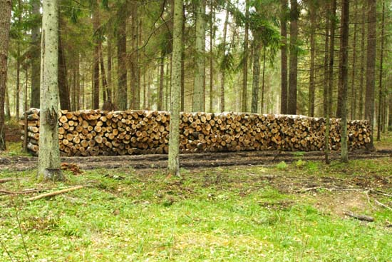Puszcza Białowieska wycinka wycinki wyręb drzew rębnia zrąb