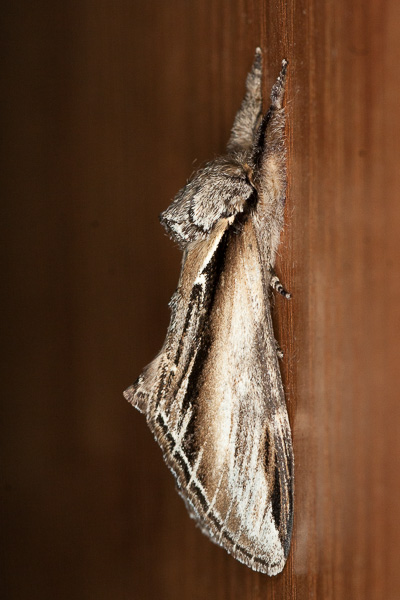 Pheosia tremula 
swallow prominent 
Praga Południe 
owady
