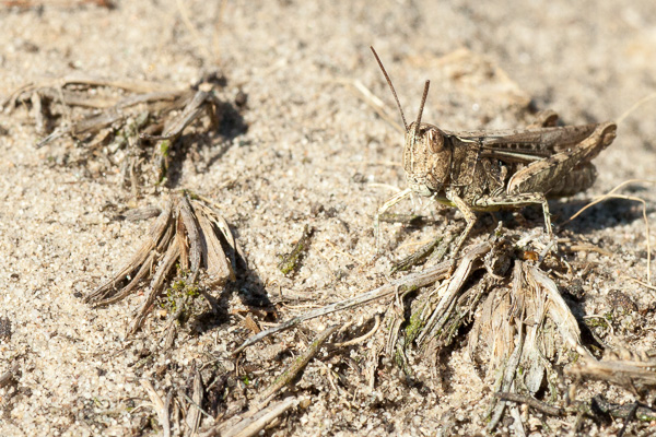konik polny 
Chorthippus sp. 
grasshopper 
Puszcza Kampinoska 
Kampinoski Park Narodowy 
owady